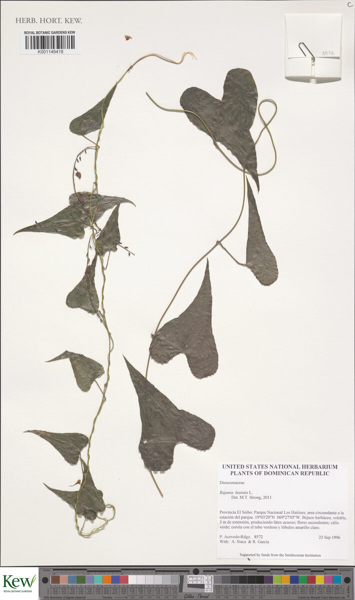 Dioscorea hastata