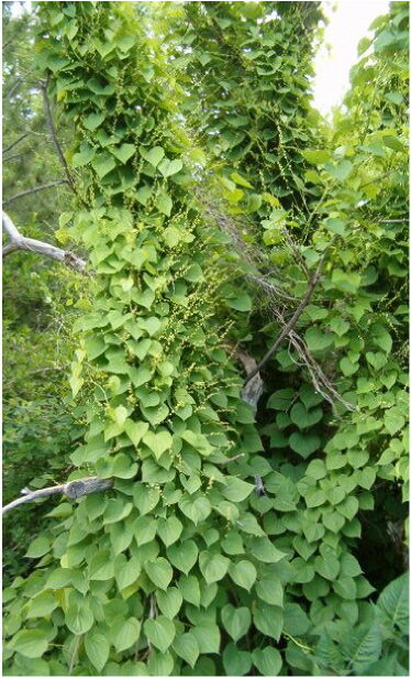 Dioscorea heptaneura