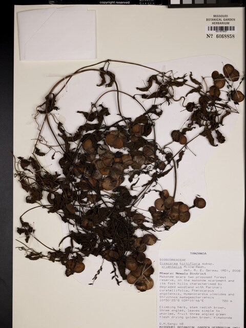 Dioscorea hirtiflora subsp. orientalis — photo