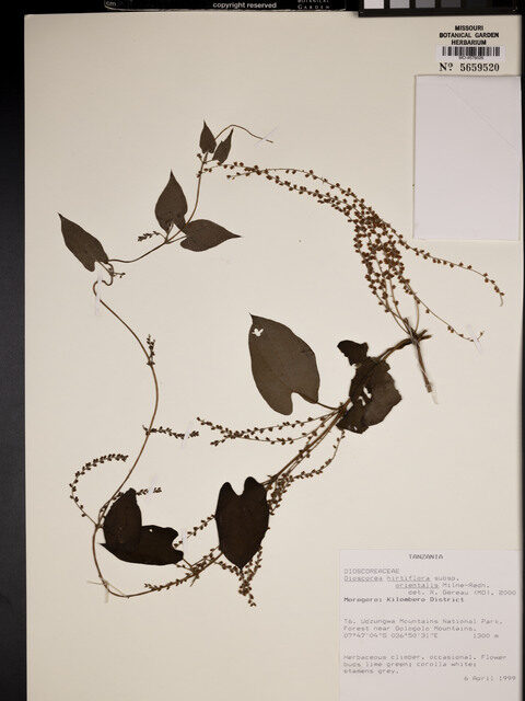 Dioscorea hirtiflora subsp. orientalis — photo