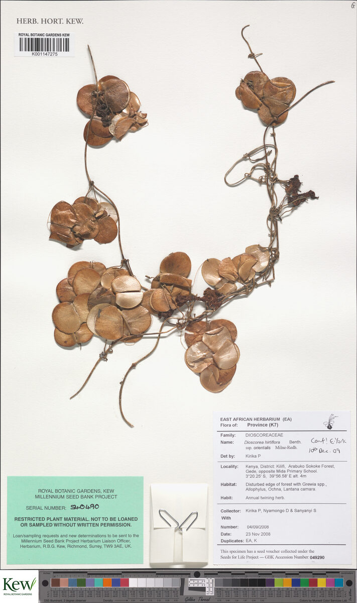 Dioscorea hirtiflora subsp. orientalis