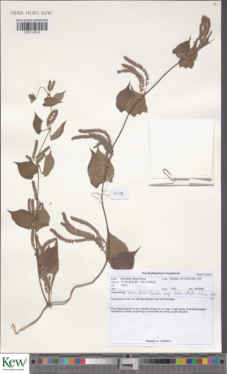 Dioscorea hirtiflora subsp. pedicellata (Siboyane) — photo