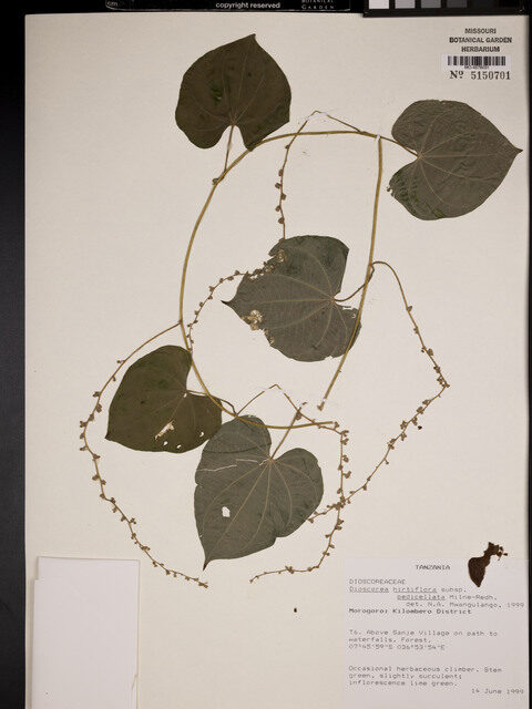 Dioscorea hirtiflora subsp. pedicellata (Siboyane) — photo