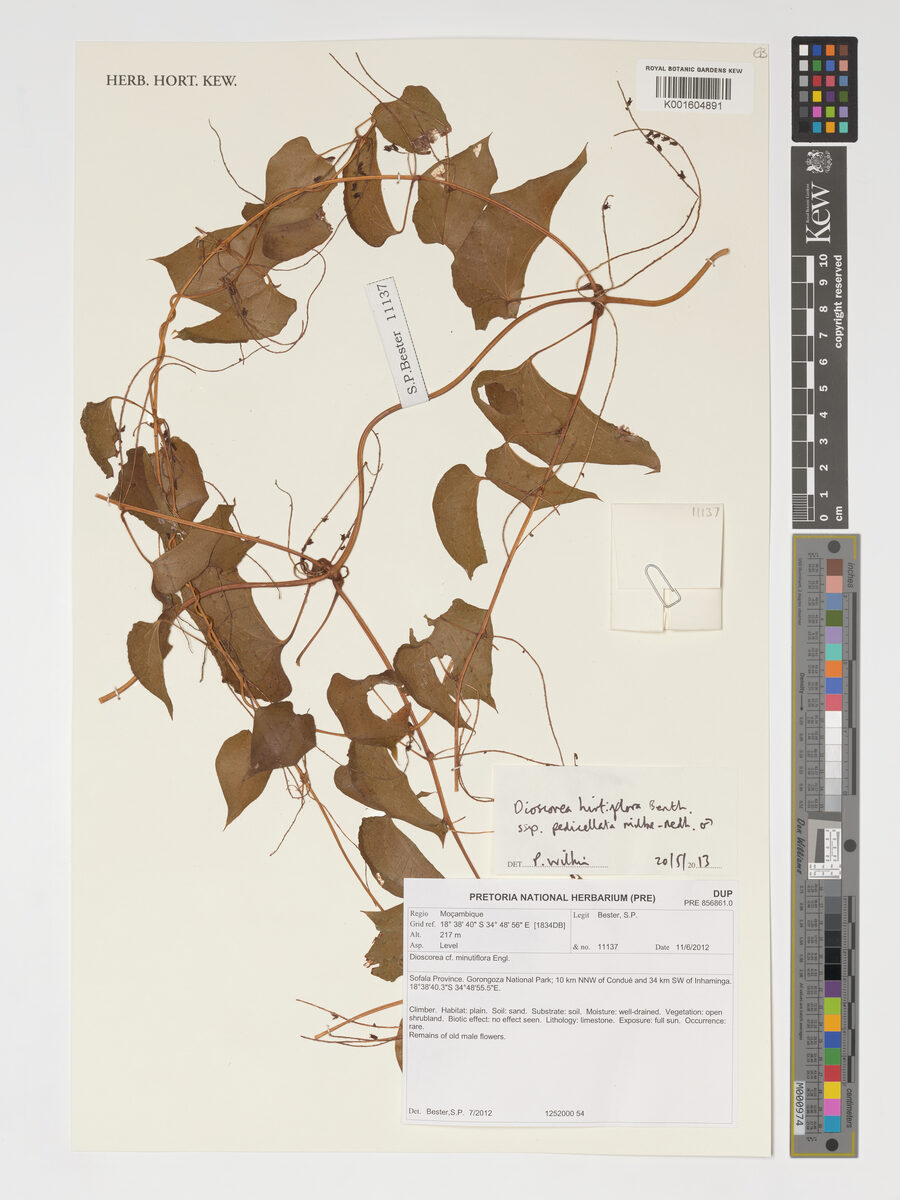 Dioscorea hirtiflora subsp. pedicellata