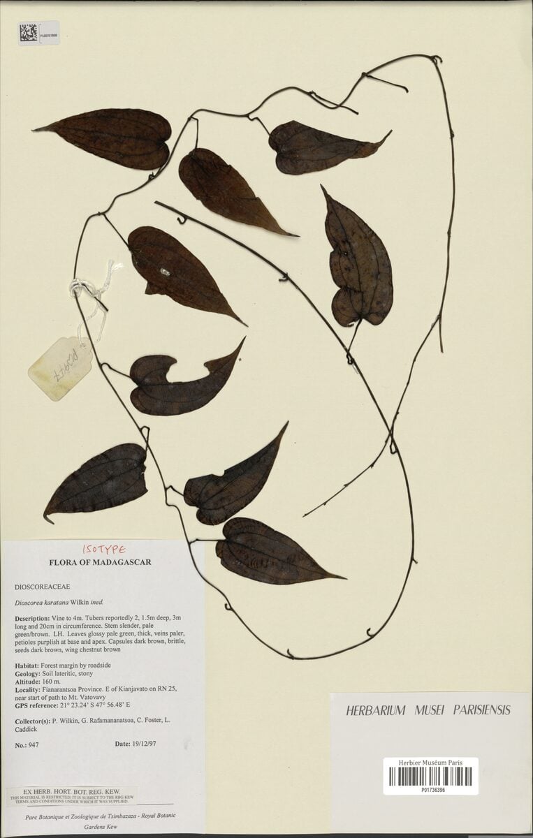 Dioscorea karatana — photo