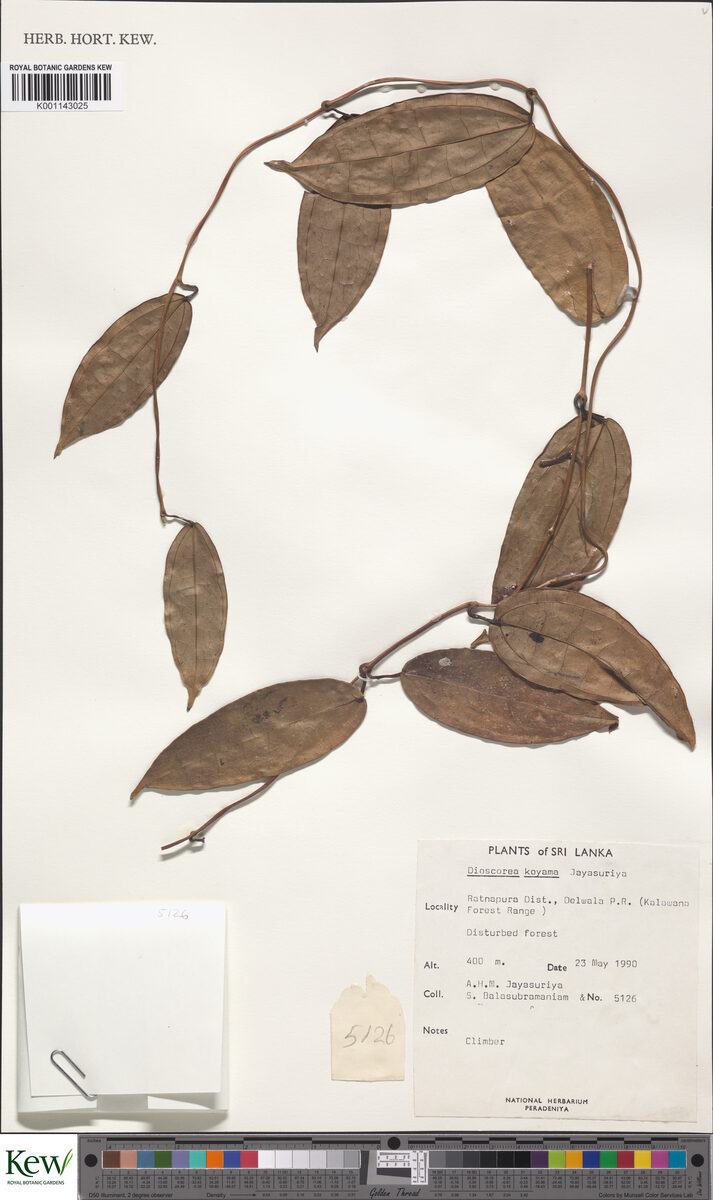 Dioscorea koyamae — photo