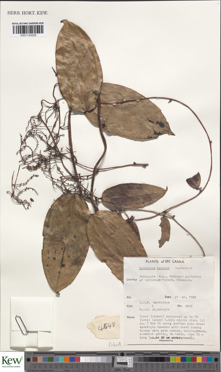 Dioscorea koyamae — photo