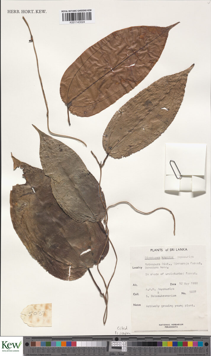 Dioscorea koyamae