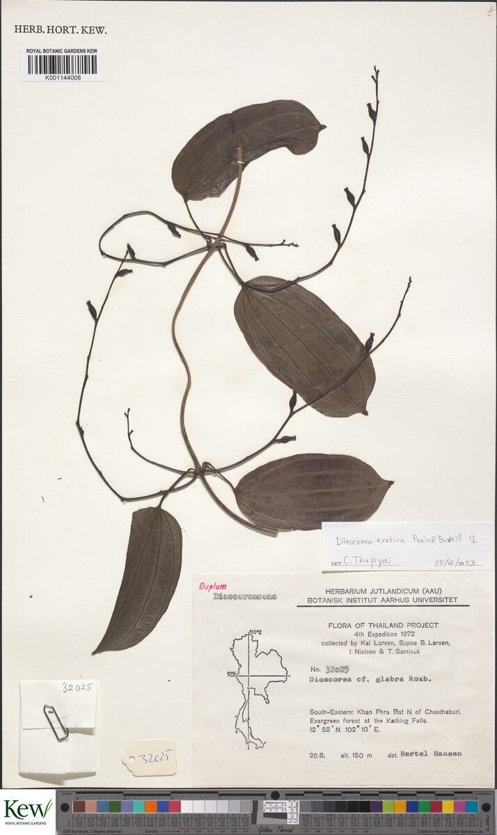 Dioscorea kratica — photo
