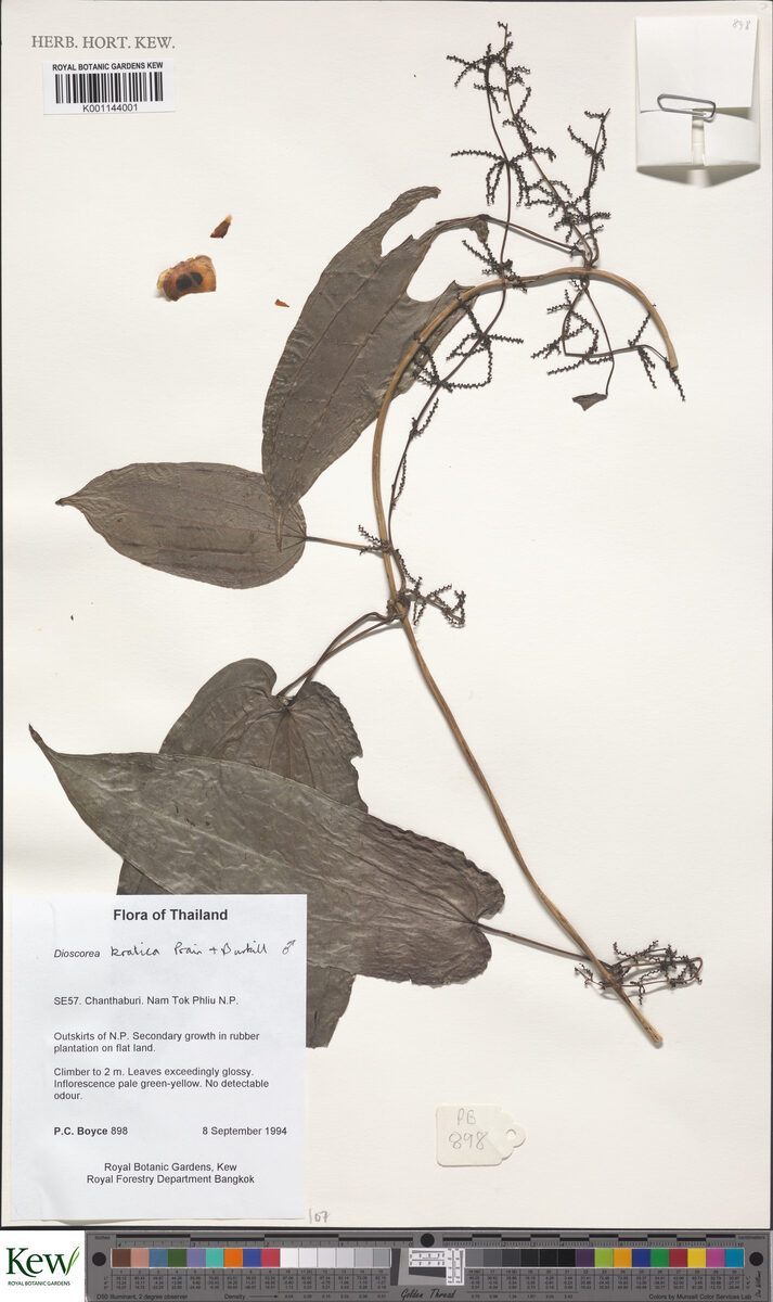 Dioscorea kratica