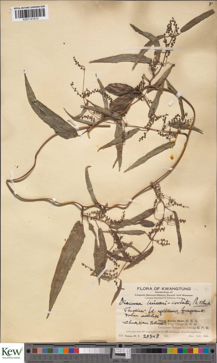 Dioscorea linearicordata — photo