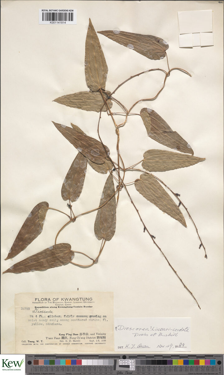 Dioscorea linearicordata