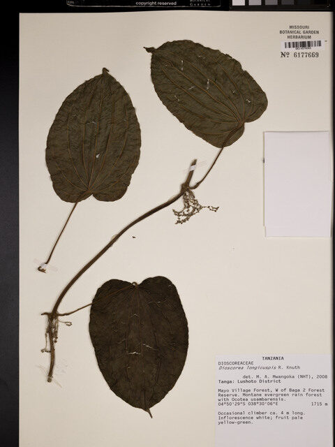Dioscorea longicuspis — photo