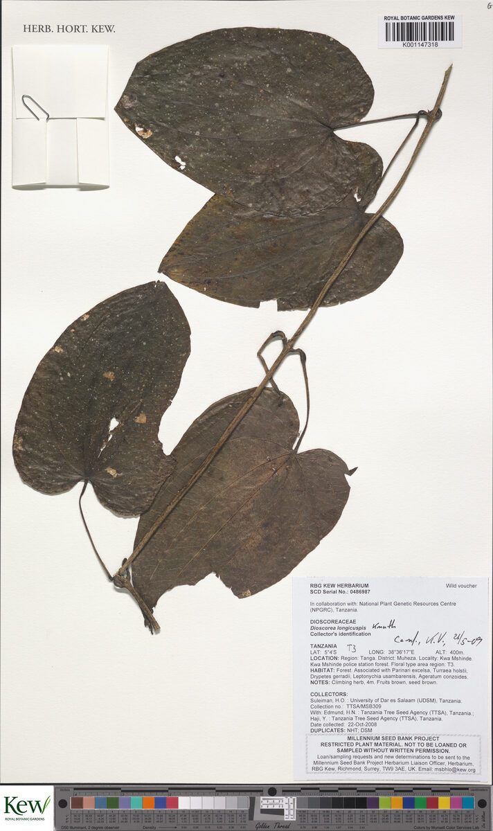 Dioscorea longicuspis — photo