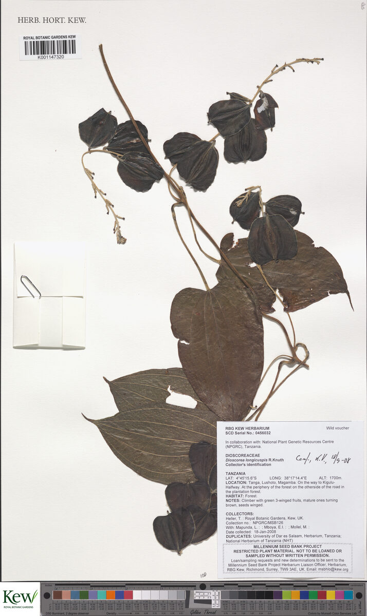 Dioscorea longicuspis