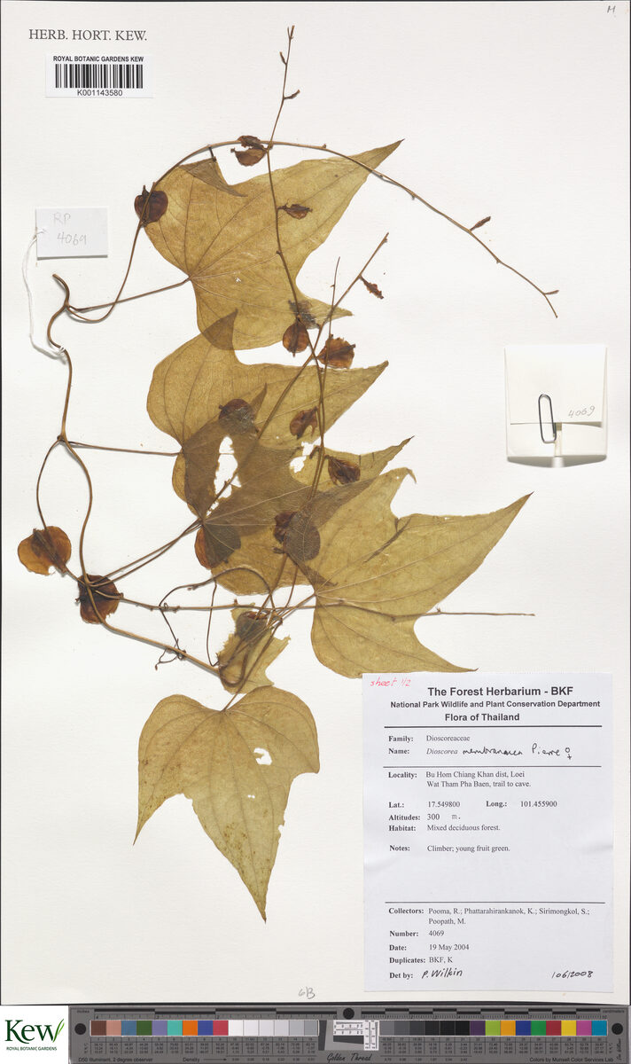 Dioscorea membranacea — photo