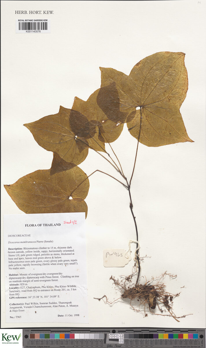 Dioscorea membranacea — photo