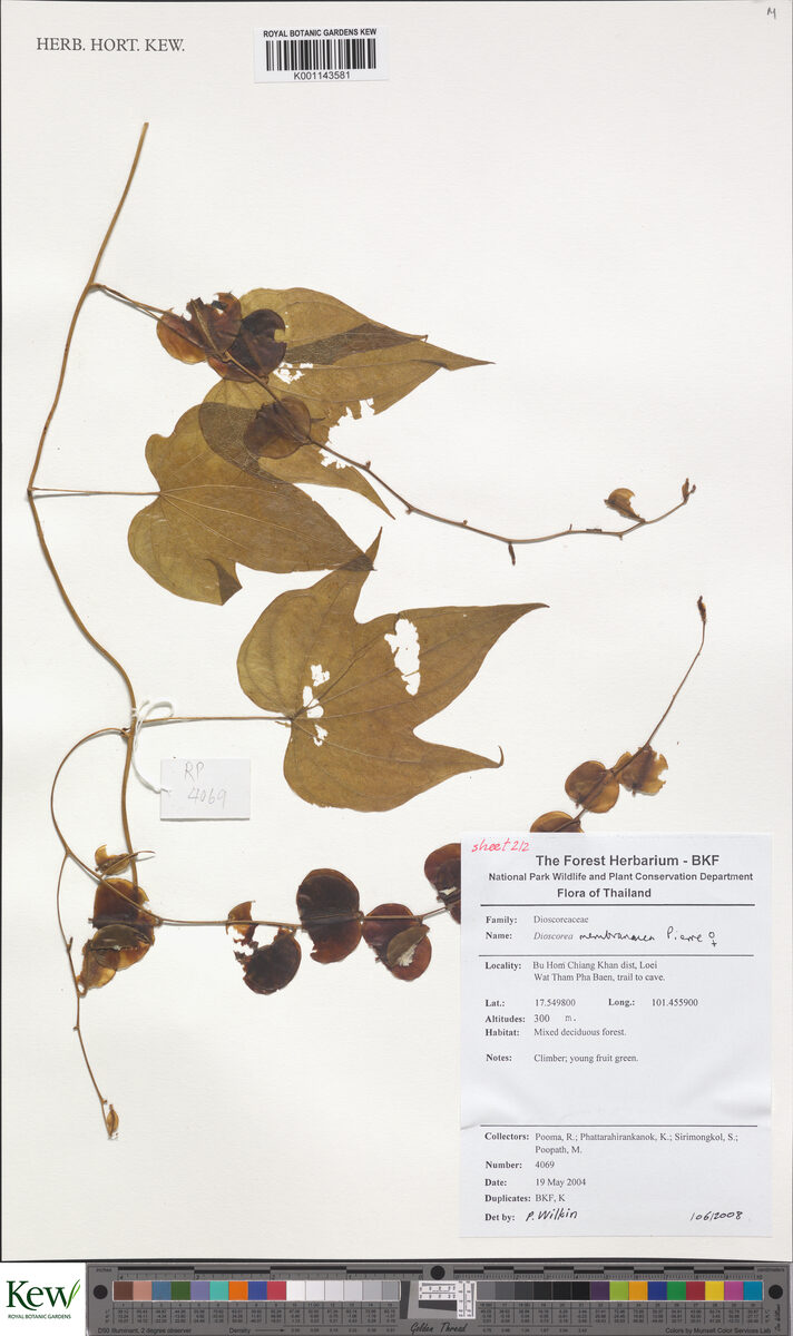 Dioscorea membranacea