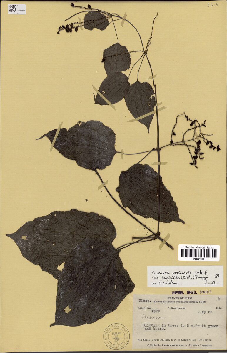 Dioscorea orbiculata var. tenuifolia — photo