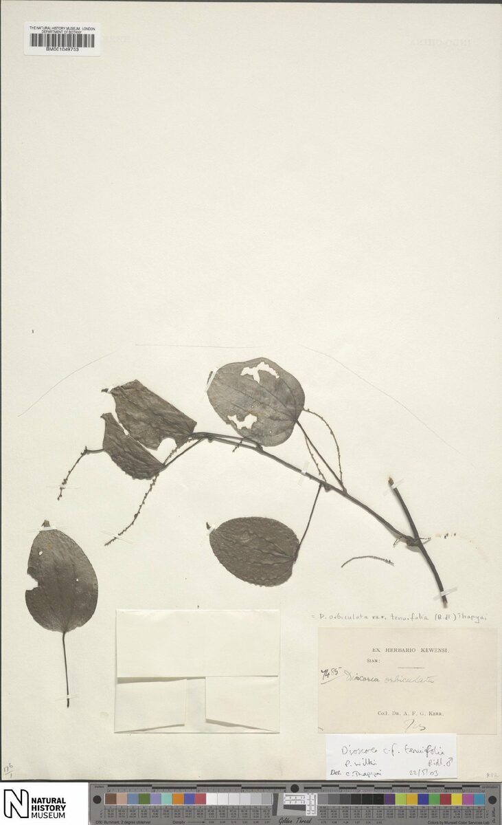 Dioscorea orbiculata var. tenuifolia — photo