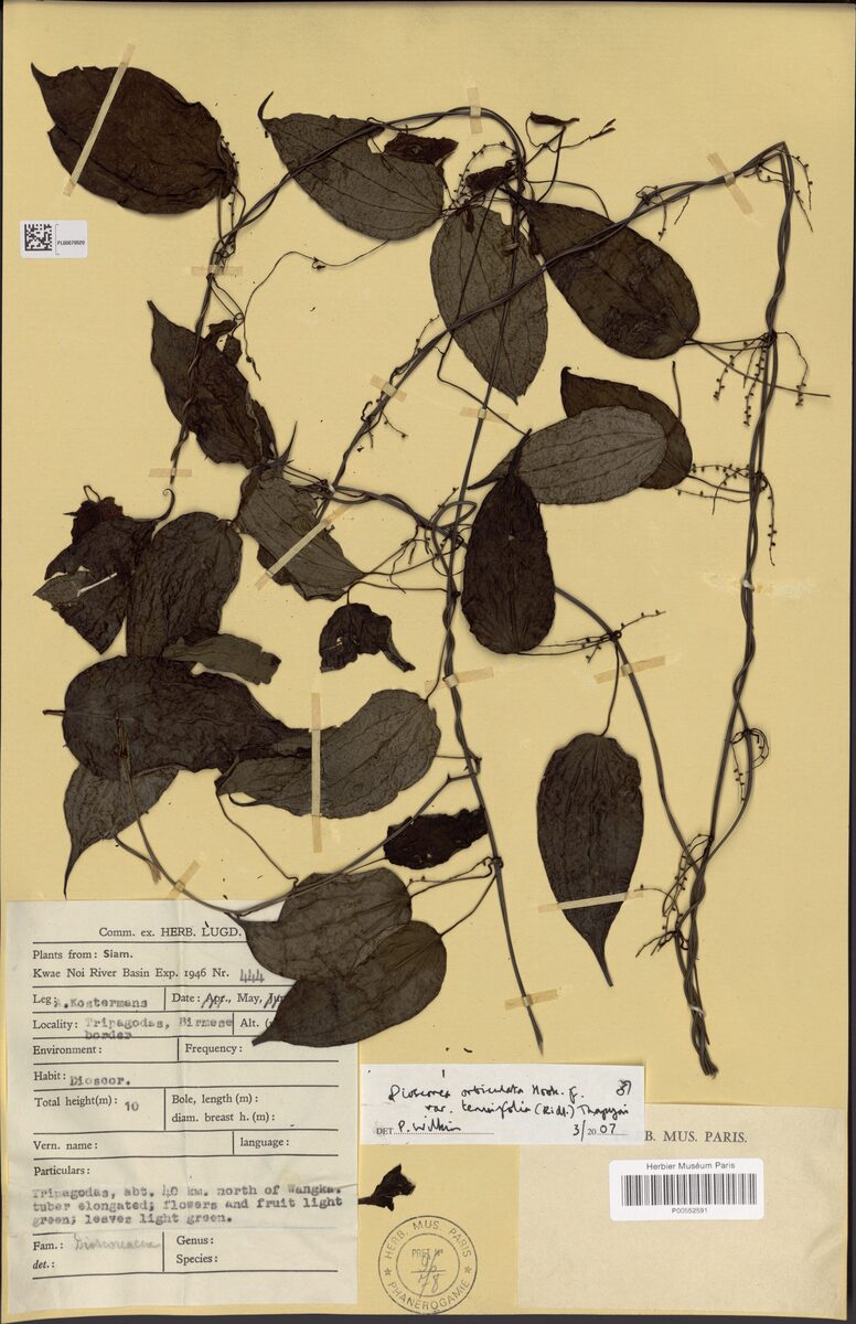 Dioscorea orbiculata var. tenuifolia