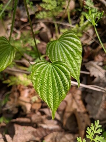 Dioscorea ovata
