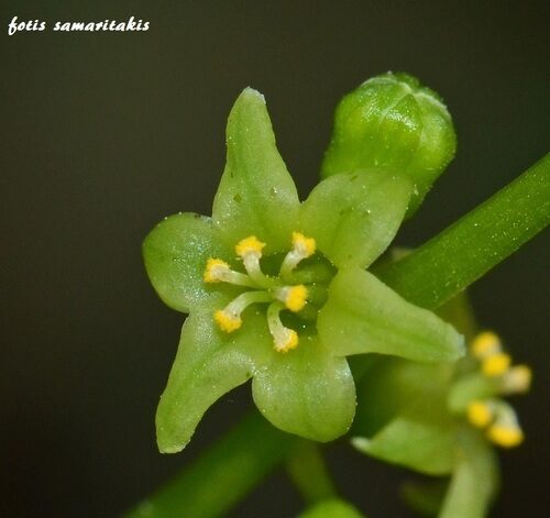 Dioscorea ovata (Cara inhame) — photo