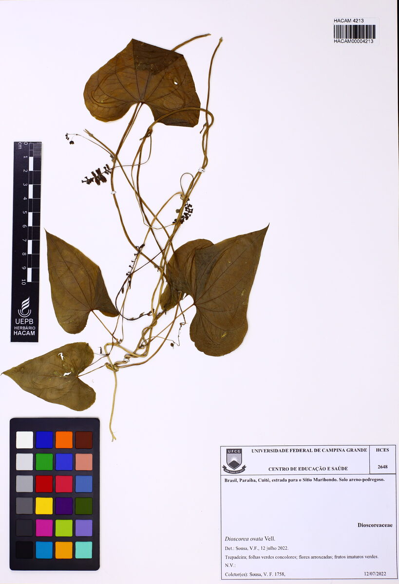 Dioscorea ovata (Cara inhame) — photo