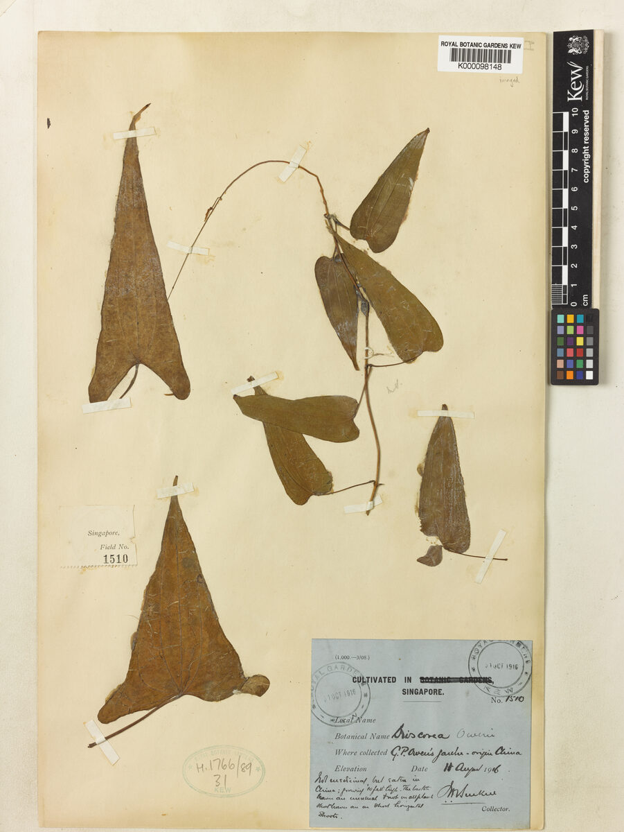 Dioscorea owenii — photo