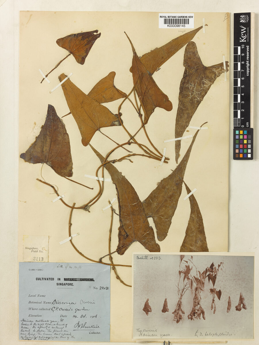 Dioscorea owenii — photo