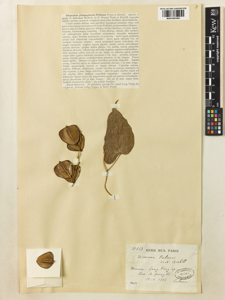 Dioscorea poilanei