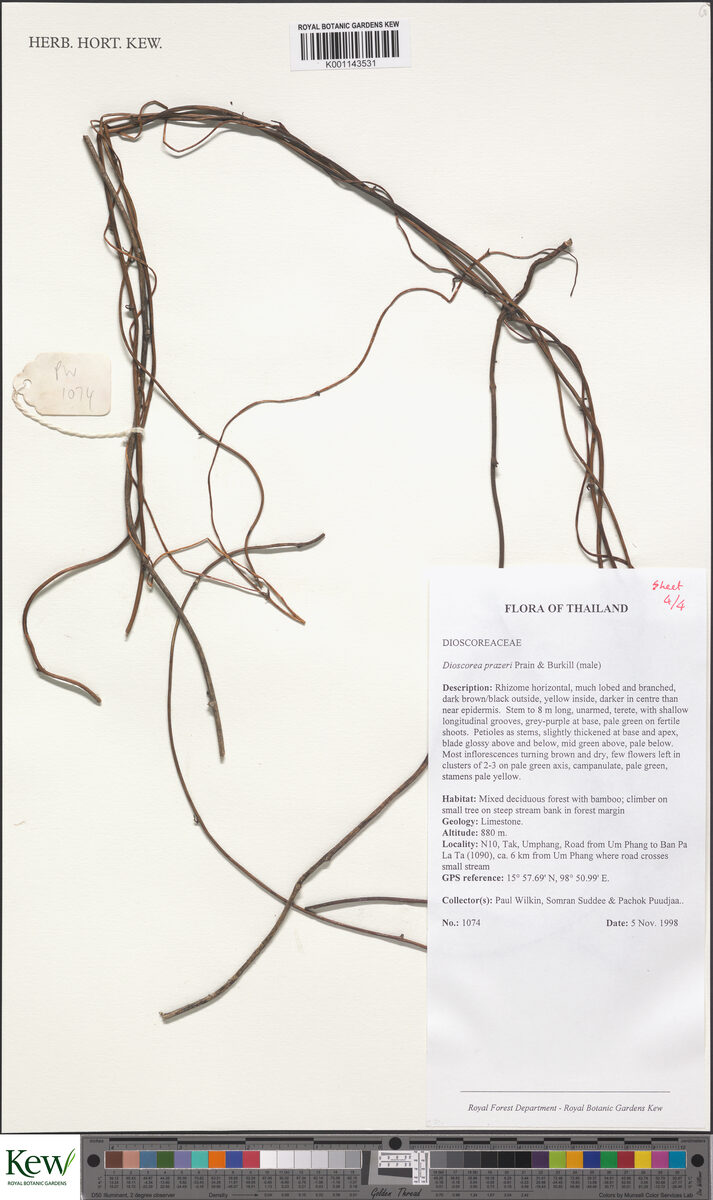Dioscorea prazeri — photo