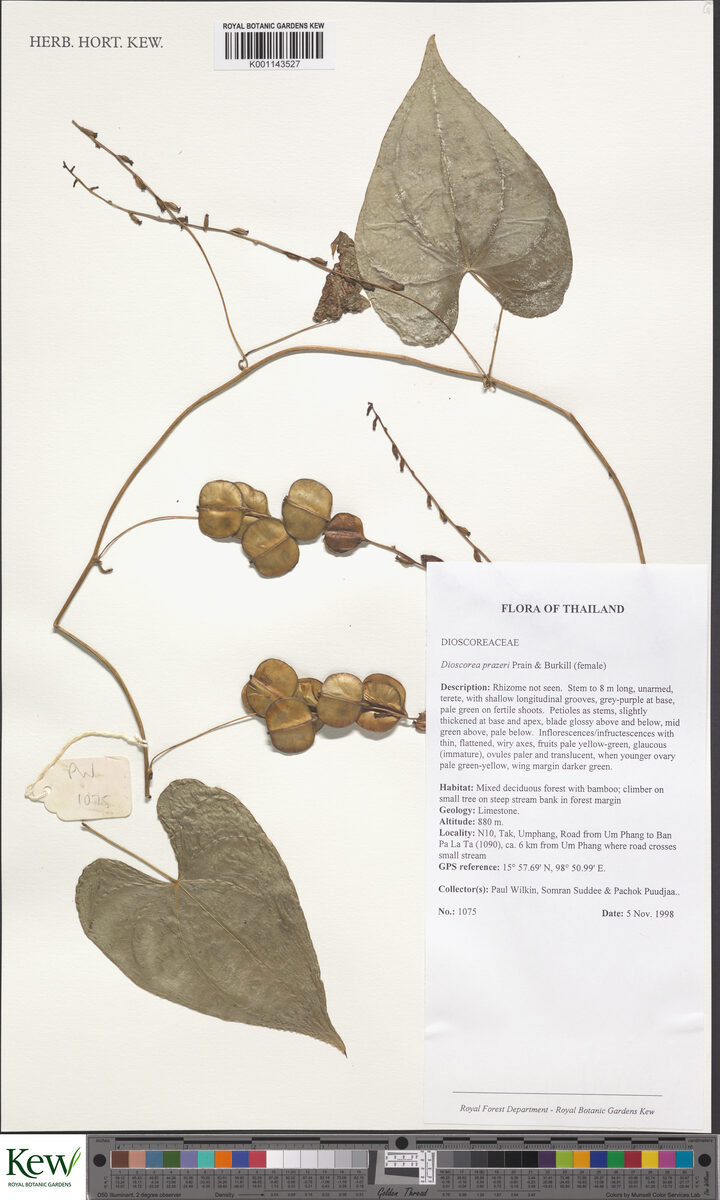 Dioscorea prazeri — photo