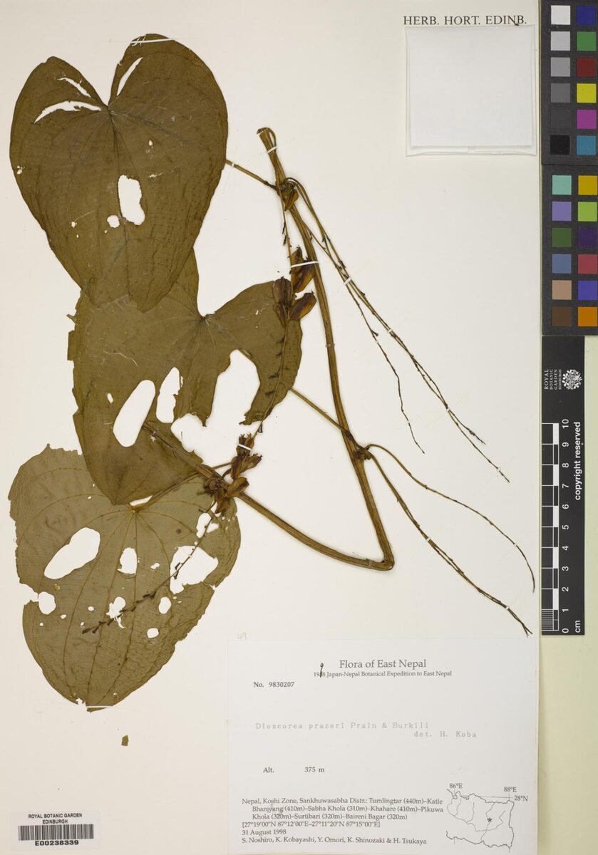 Dioscorea prazeri