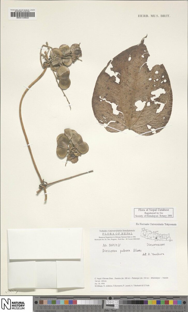 Dioscorea pubera — photo