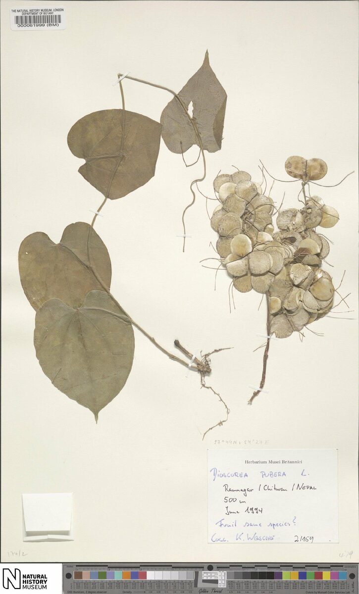 Dioscorea pubera — photo
