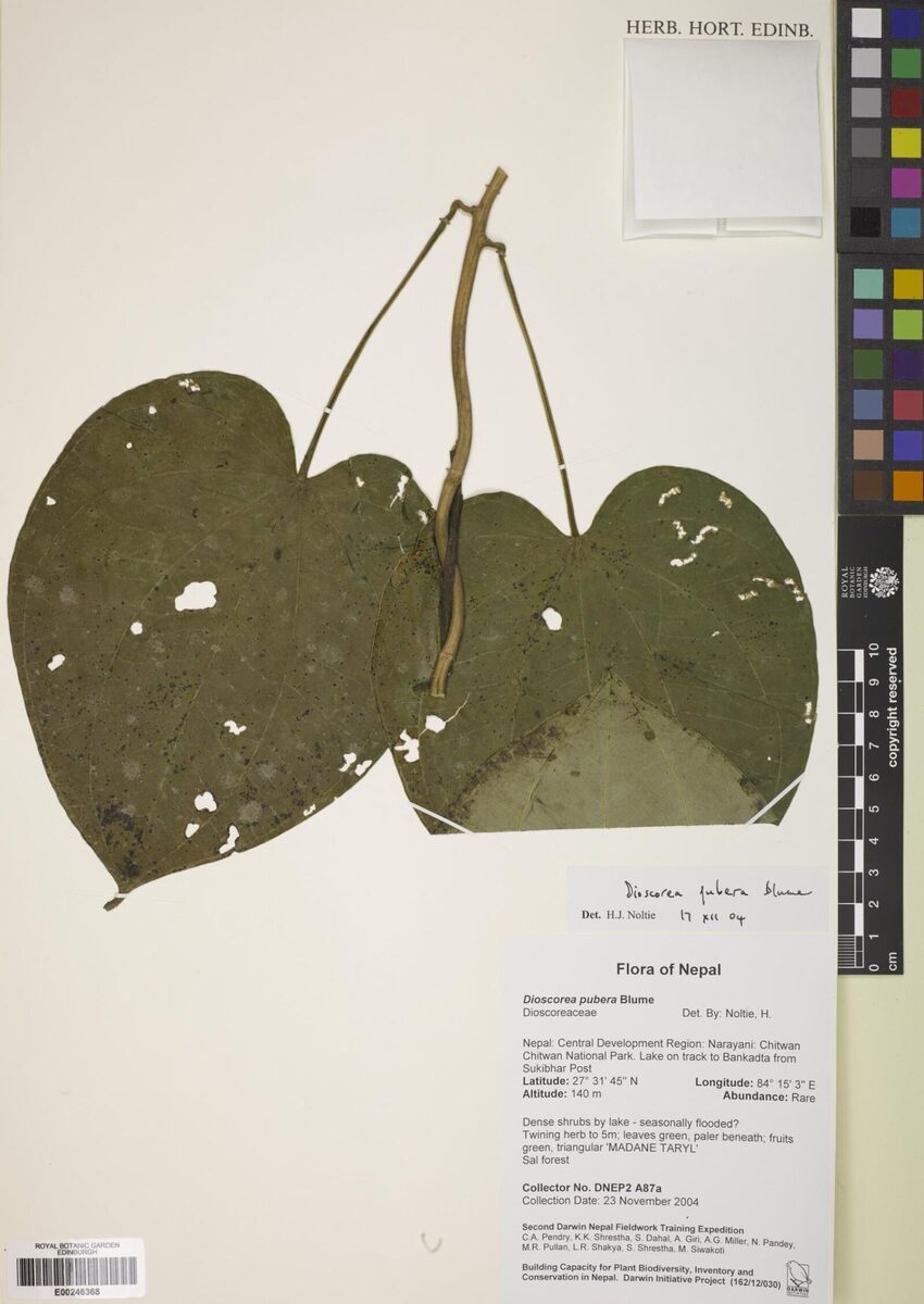 Dioscorea pubera