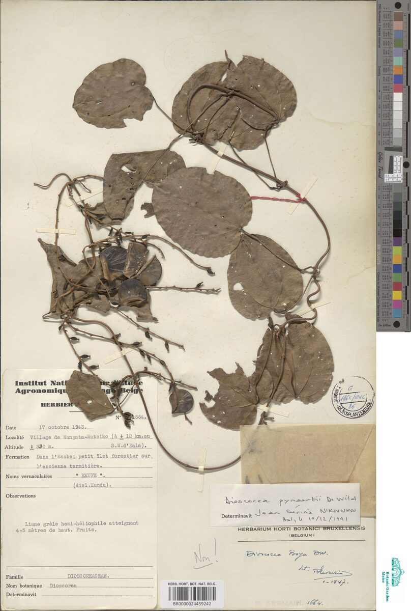 Dioscorea pynaertii — photo