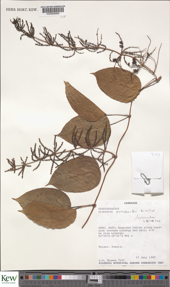 Dioscorea pynaertii