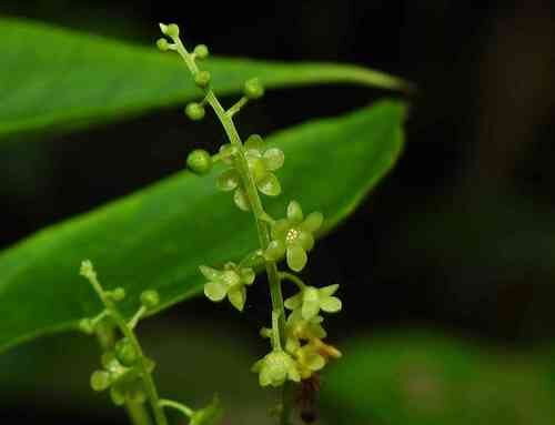 Dioscorea sagittata (Tarur) — photo