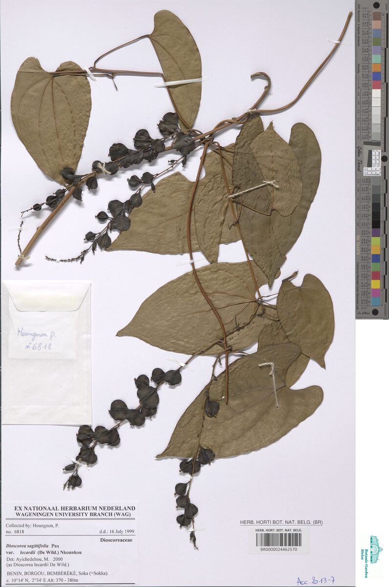 Dioscorea sagittifolia var. lecardii — photo