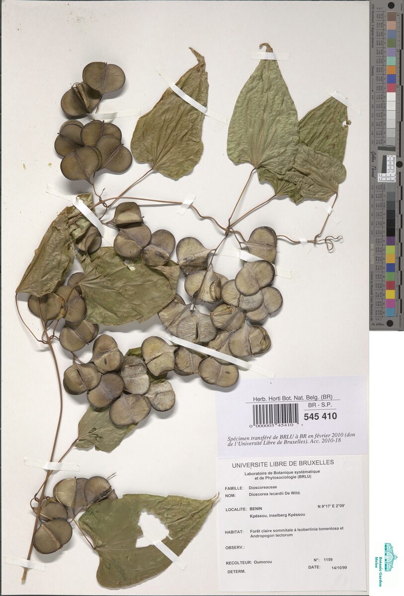 Dioscorea sagittifolia var. lecardii — photo