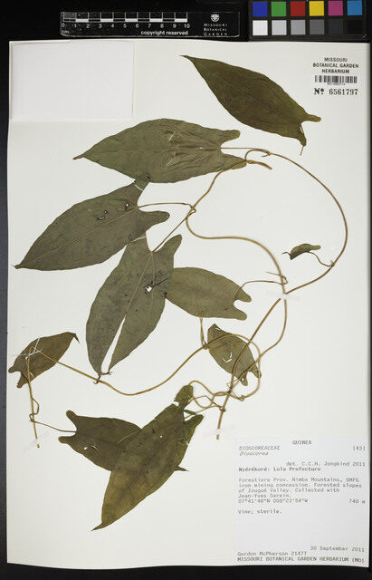 Dioscorea sagittifolia var. lecardii