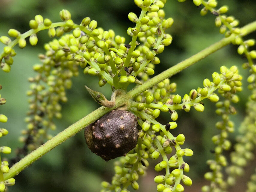 Dioscorea semperflorens — photo