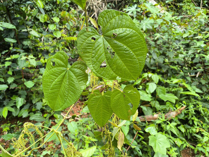Dioscorea semperflorens — photo
