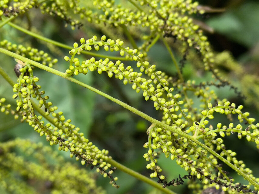 Dioscorea semperflorens
