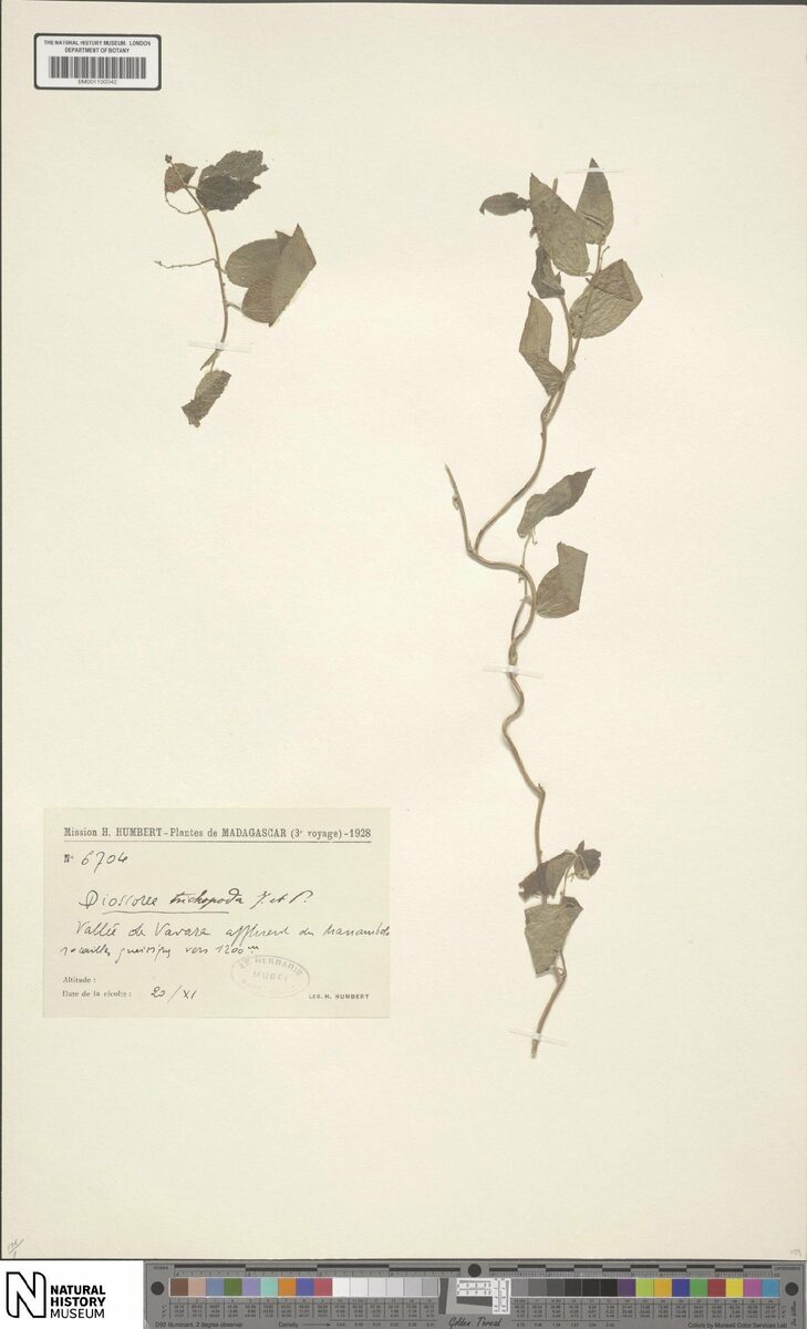 Dioscorea soso var. trichopoda