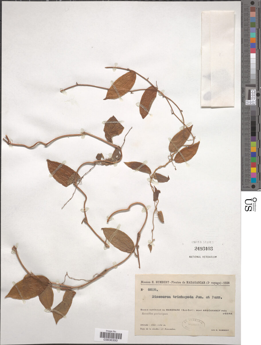 Dioscorea soso var. trichopoda — photo