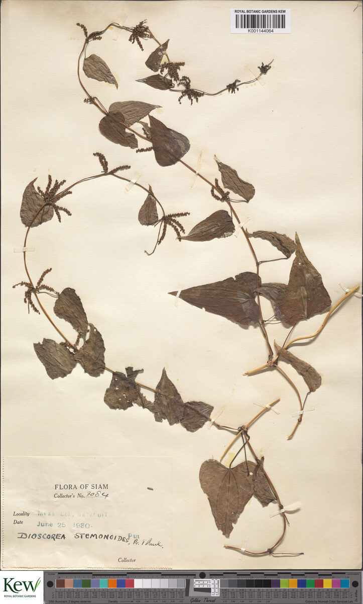 Dioscorea stemonoides