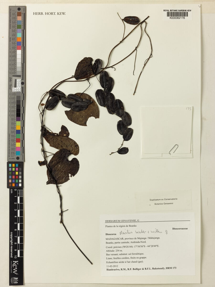 Dioscorea sterilis — photo